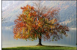Autum Tree