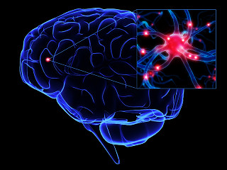 Brain Cells