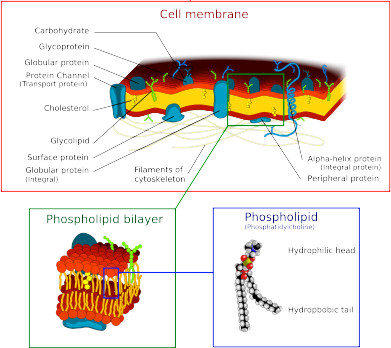 Cell Membrane