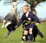 Funny animal picture