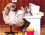 Funny bunny picture