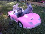 Funny bunny picture