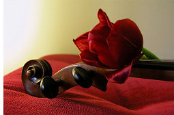 Violin Rose